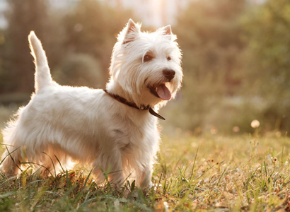 Chien Westie